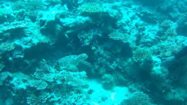 черепаха, дайвинг на Мальдивах