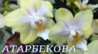 №1134/ ОБЗОР орхидей в с/ц на АТАРБЕКОВА