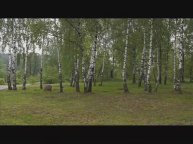 В весеннем лесу