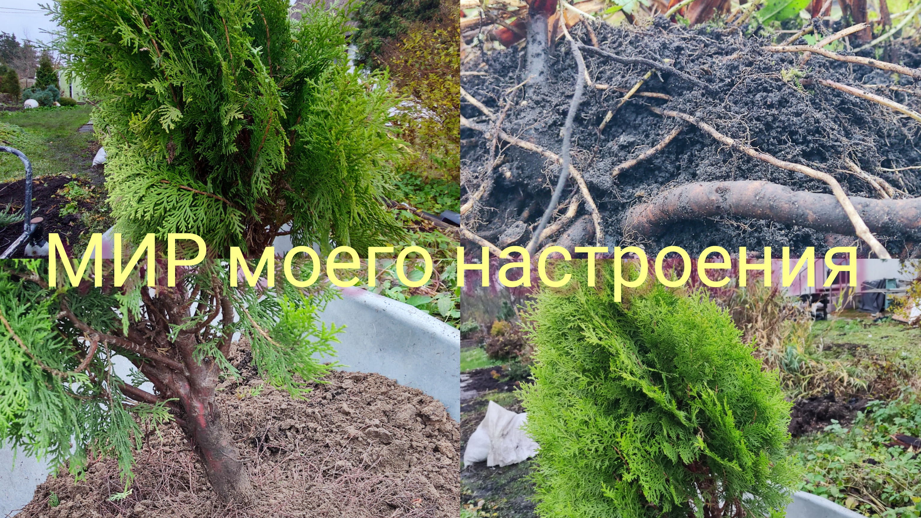 25.10.25 Дача.Готовлю тую с ОКС к посадке, важные моменты.