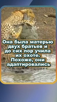 Она была матерью двух братьев и до сих пор учила их охоте. Похоже, они адаптировались