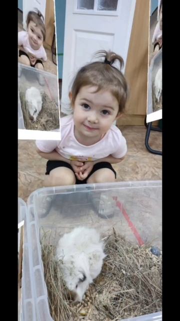 К нам приехал контактный зоопарк