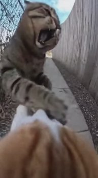 Кот отморозок