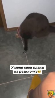 Клип @meowtaverse