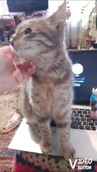 мой котик иммунели
