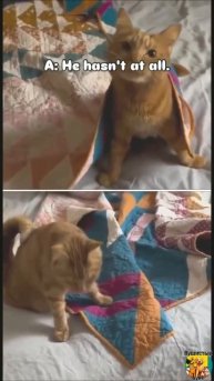 Клип @meowtaverse