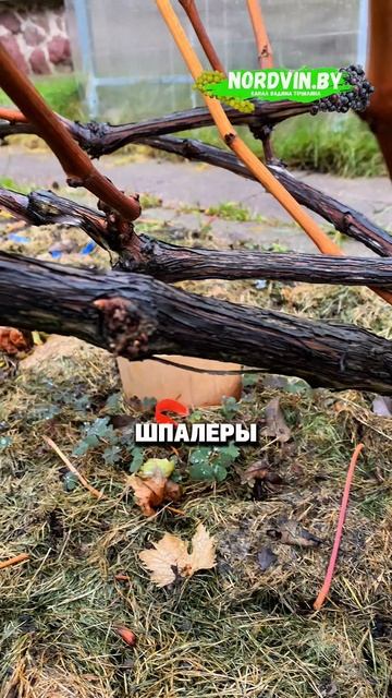 Как обрезать куст винограда? #обрезкавинограда #виноградосенью #виноградарство #виноградвбеларуси