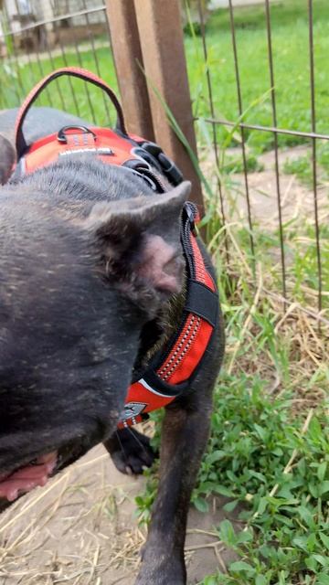 Лея французский бульдог 🐕 ❤️ 23271.mp4