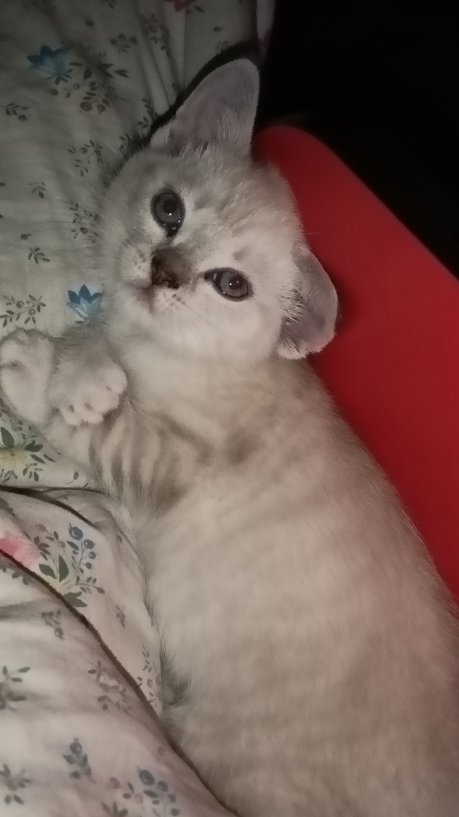 котику сделали узи.
