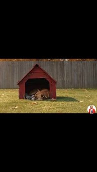 Петарда - создано Ai