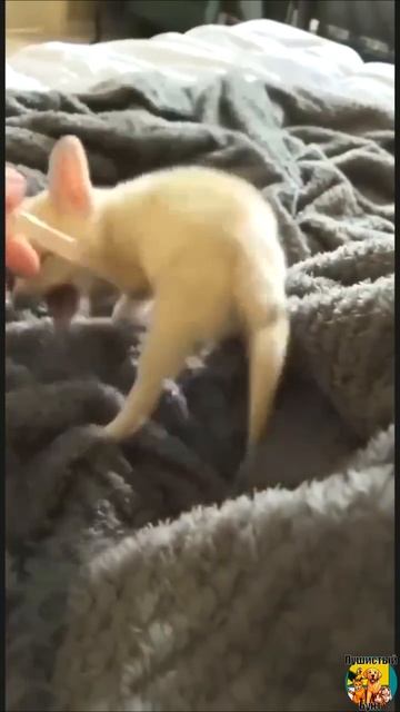 Видео от МЯУтаверс – как метавселенная, но с котами