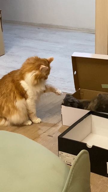 Один и ЛУна. Обоим нужна именно эта коробка.