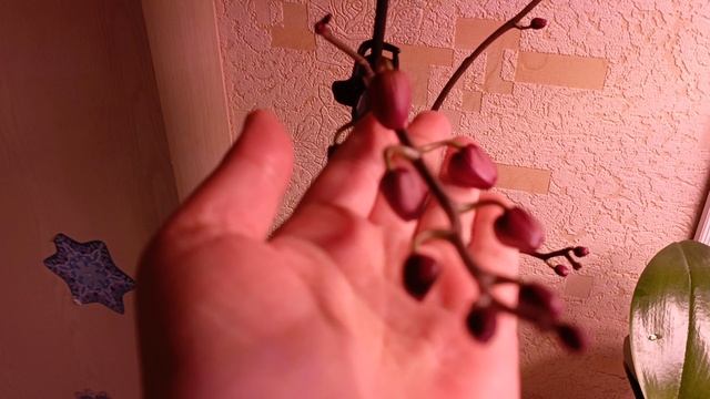 обзор на мои цветы бутоны глоксиний и цветоносы прут как на дрожжах 🤗🌺🌺