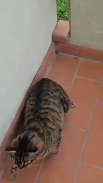 Случилось ЧП: отросло пузище😅