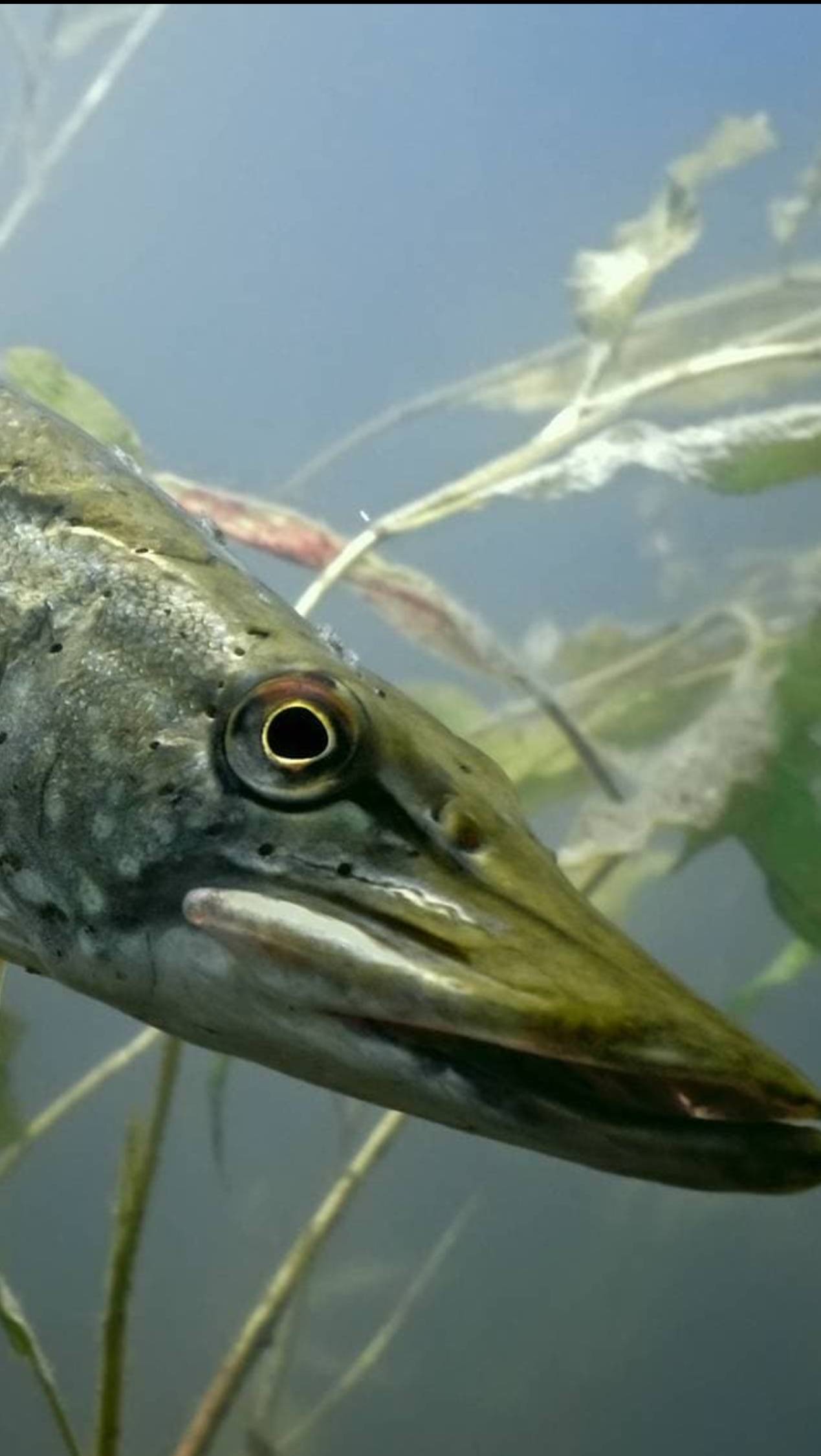 🐟🎣Бисеровская щучка😉25. 10.25🍂Рыбалка в Подмосковье🍂