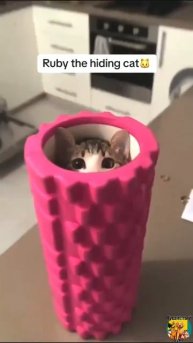 Видео от МЯУтаверс – как метавселенная, но с котами