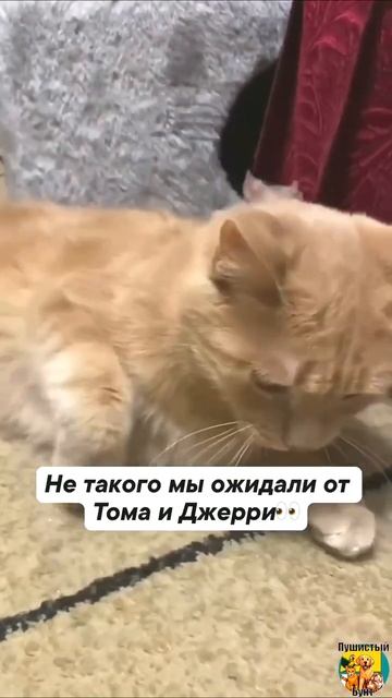 Клип @meowtaverse