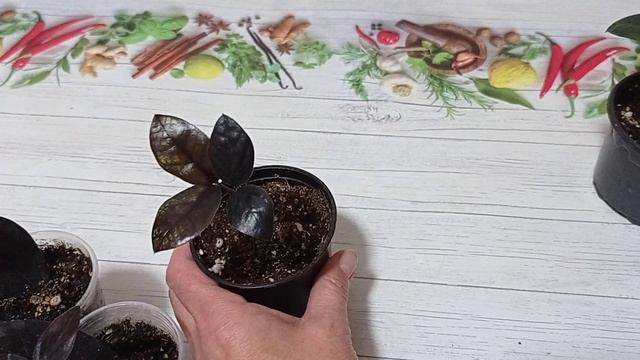 Комнатные растения/цветы. Замиокулькасы Равен, Зензи. Укоренение листочками. Уход.