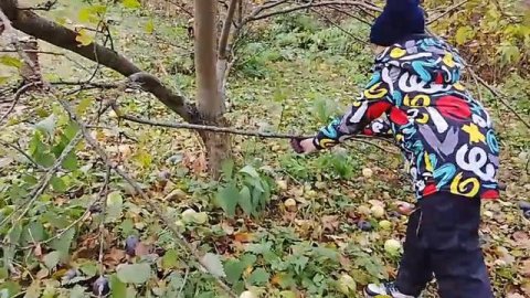 В деревне гуляю с бабушкой и собакой Соней 26-10-2025
