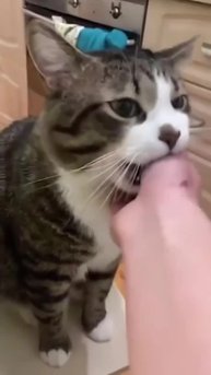 И такое бывает в жизни кота...🤩