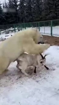 Мишка хотел украсть Козу
