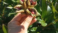 Семенные коробочки пиона