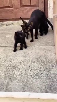 мамы кошки!