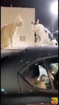Клип @meowtaverse