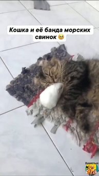 Клип @meowtaverse