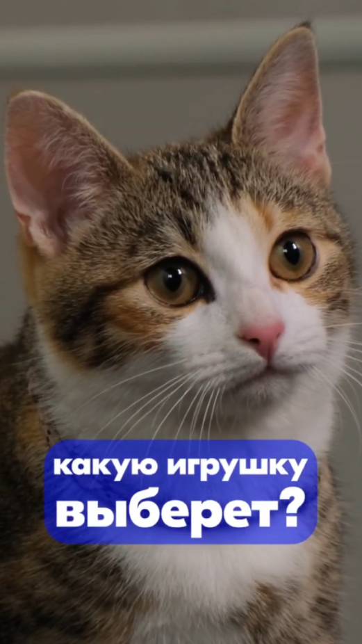 Тяжёлый выбор котейки🙀