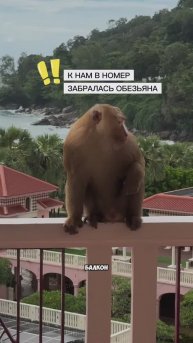 К НАМ В НОМЕР ЗАБРАЛАСЬ ОБЕЗЬЯНА
