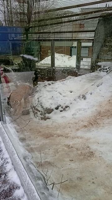 Тигр # зоопарк