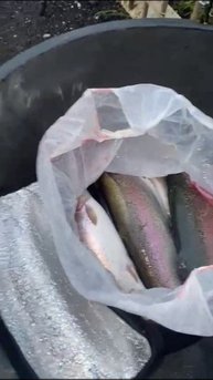 27-10-2025 Её всё же можно поймать.😉😁🐟