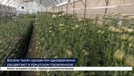 Восемь тысяч хризантем. В Горзеленхозе Иркутска началась срезка осенних цветов