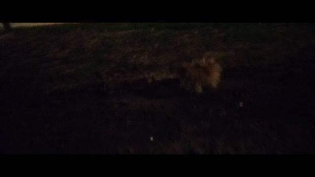 Мы идём гулять с собакой! | 8-авг-2024