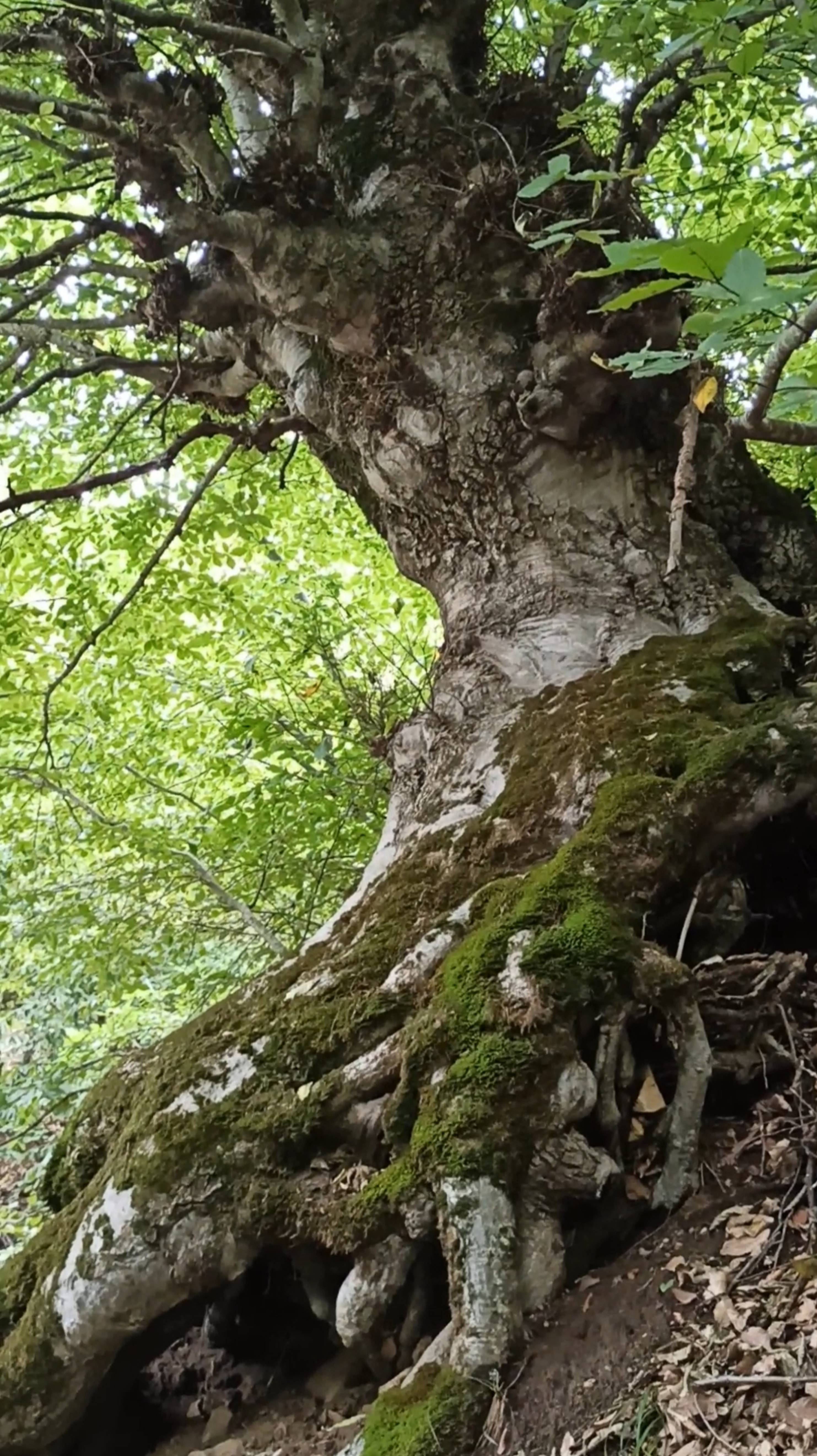 Туристов пугает загадочные деревья но путешествие интересно