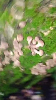 Дружная семья опят