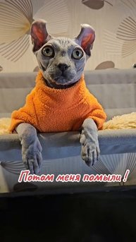 Кто тебя родил🤭
