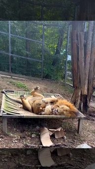 Аслан - большой котенок