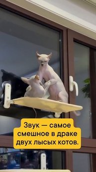 Клип @meowtaverse