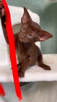 Ориентальный котенок в окрасе Гавана www.orientalkitten.ru