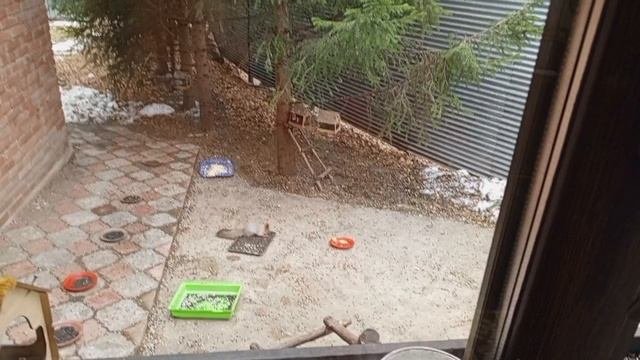 ещё один денёк дикого вольного зоопарка за окном