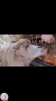 "Роев ручей" верблюдица Рада из Барнаульского зоопарка. 27.10.25г