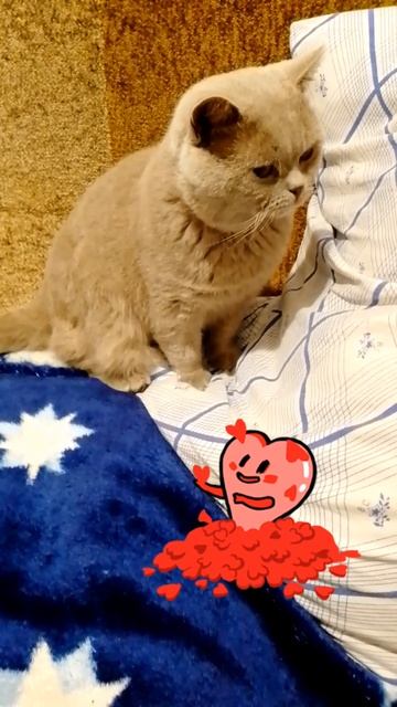 кот Леслик#юмор 🐱🐱🐱
