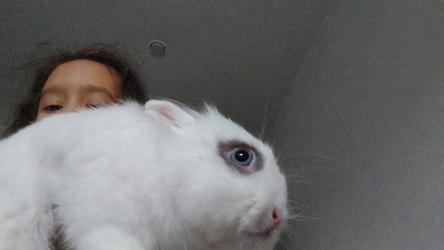 Мой кролик по имени снежок