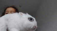 Мой кролик по имени снежок