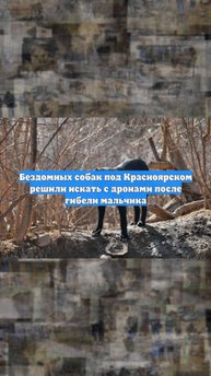 Бездомных собак под Красноярском решили искать с дронами после гибели мальчика