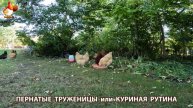 Куриная рутина – что делают куры на выгуле 😂 эпизод (38)