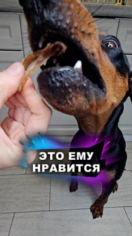 Дегустация удалась #животные