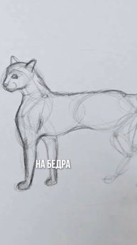 Как нарисовать кота в любой позе?🐈 Жмите выше, чтобы увидеть полное видео